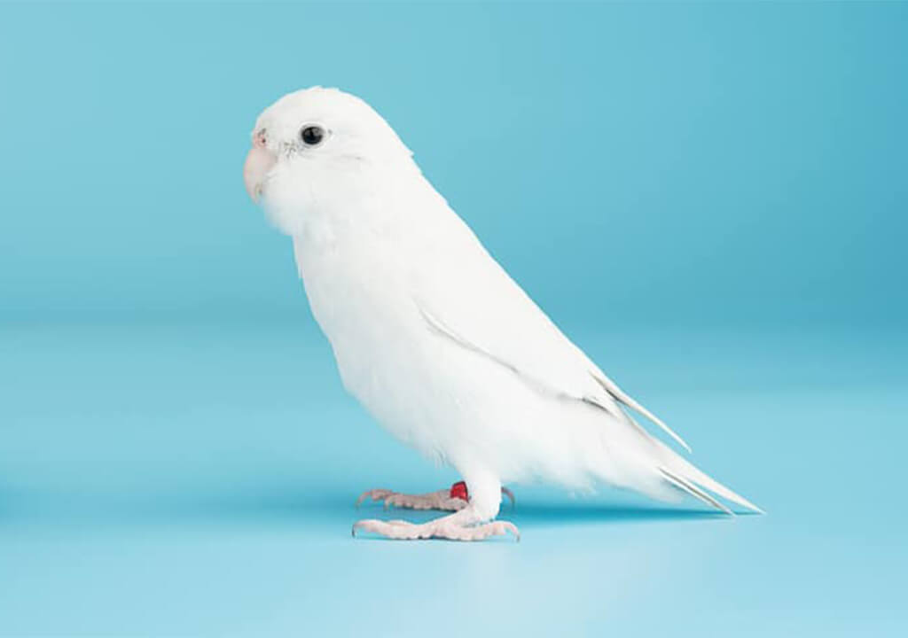 Albino Muhabbet Kuşu