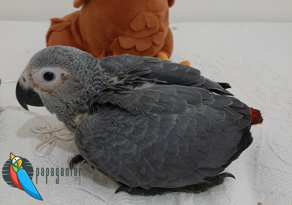Baby African Gray Parrot Prices