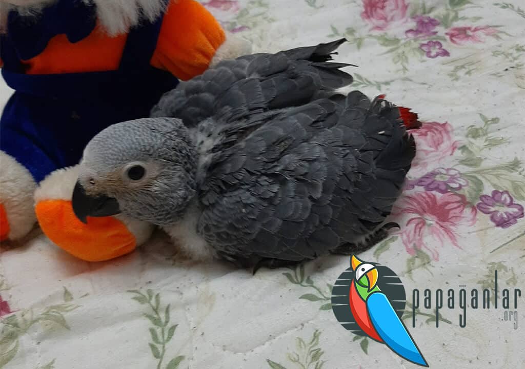 Baby African Gray Parrot