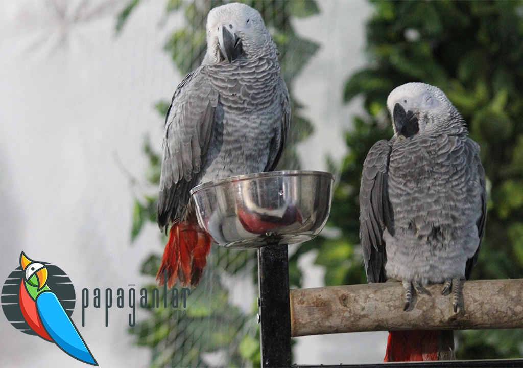 Free African Grey Parrot