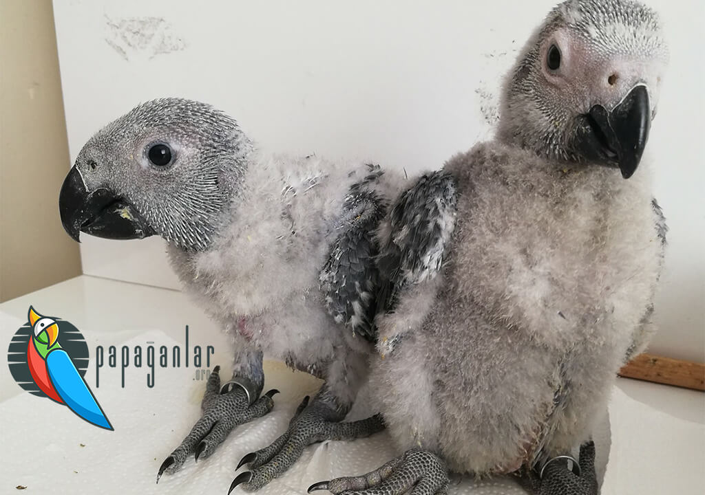 African Gray Parrot Prices Puppies