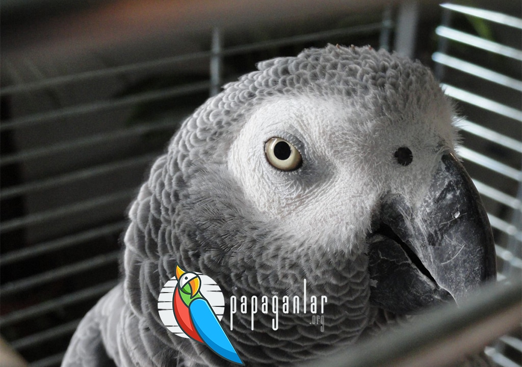 African Grey Parrot Free Adoption
