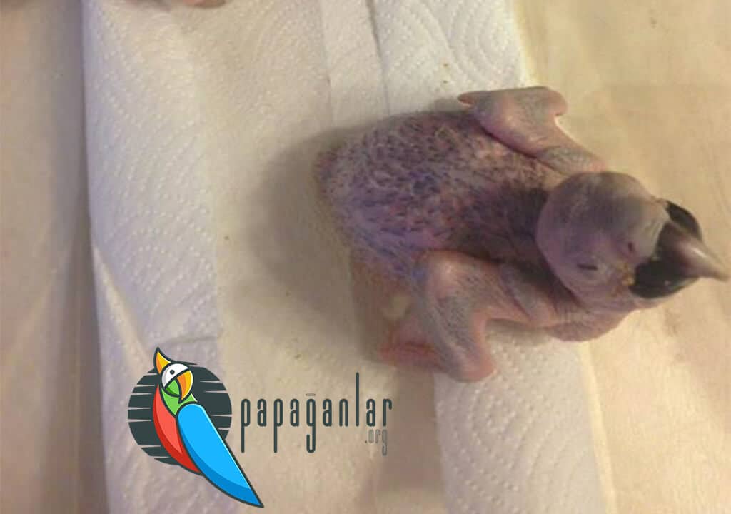 African Gray Parrot Puppies Price