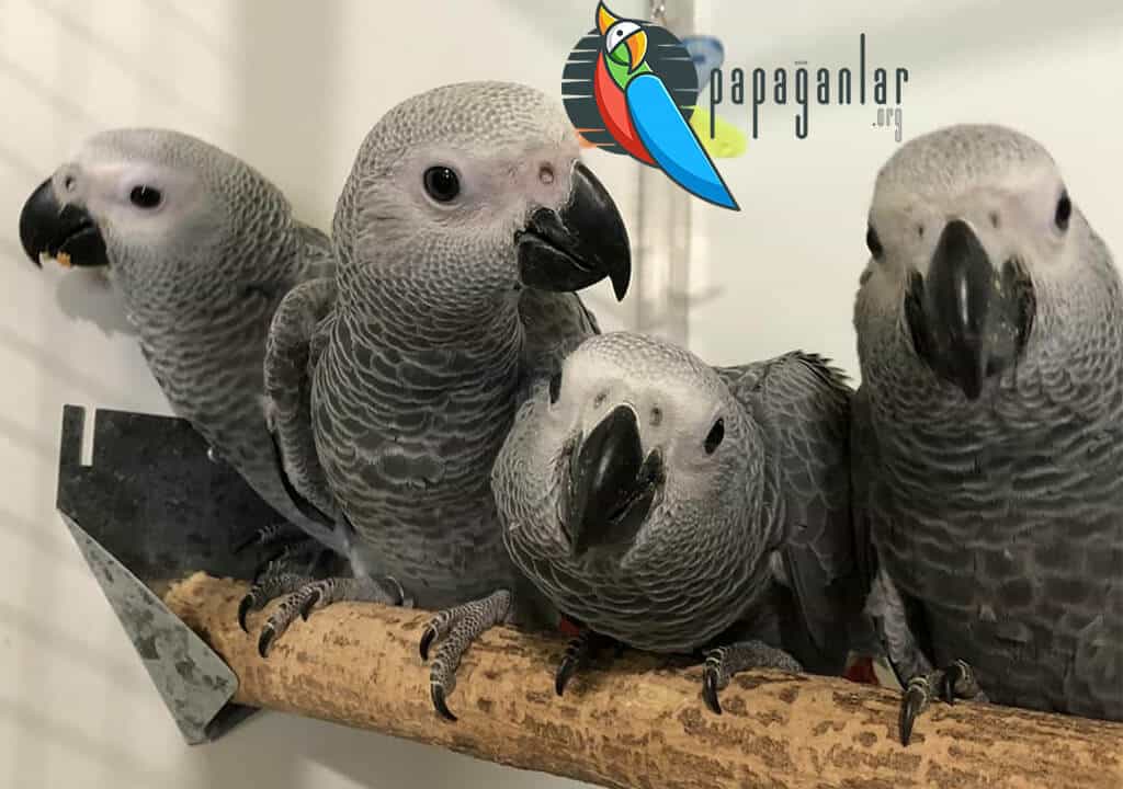 African Gray Parrot Puppies Prices