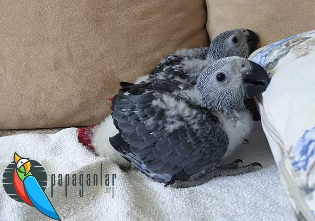 African Gray Parrot Puppies For Sale