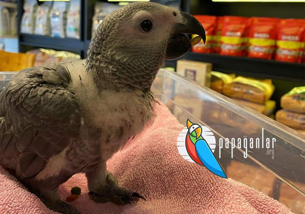 African Gray Parrot Baby