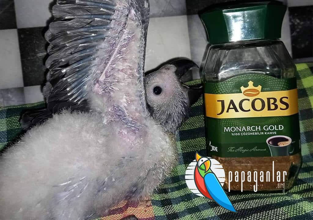African Gray Baby Parrot Price