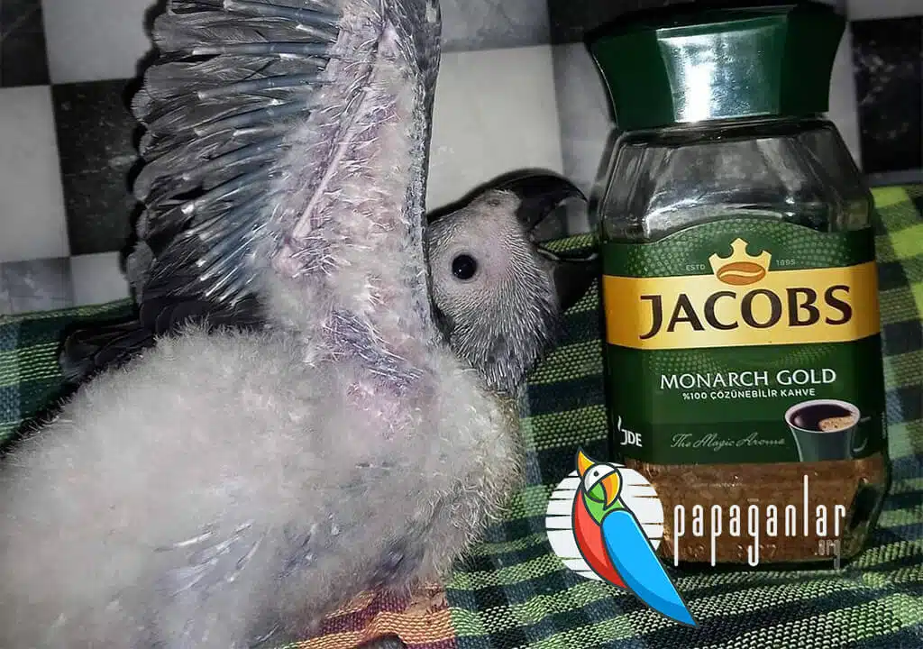 Grey Baby Papagei Preis