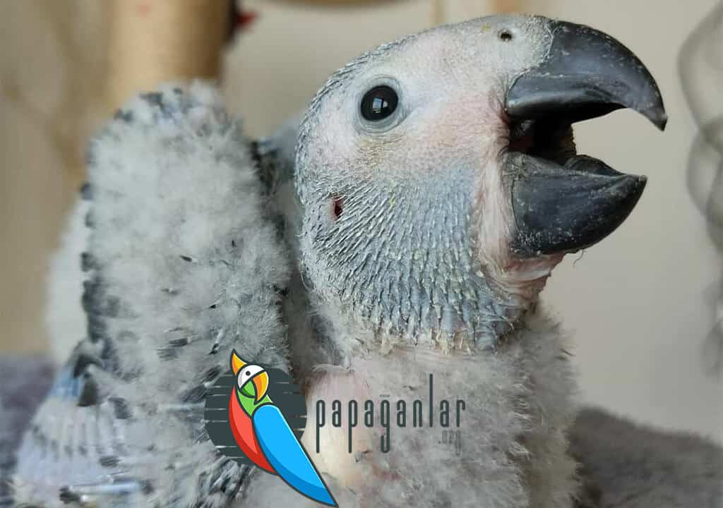 African Gray Baby Parrot Prices
