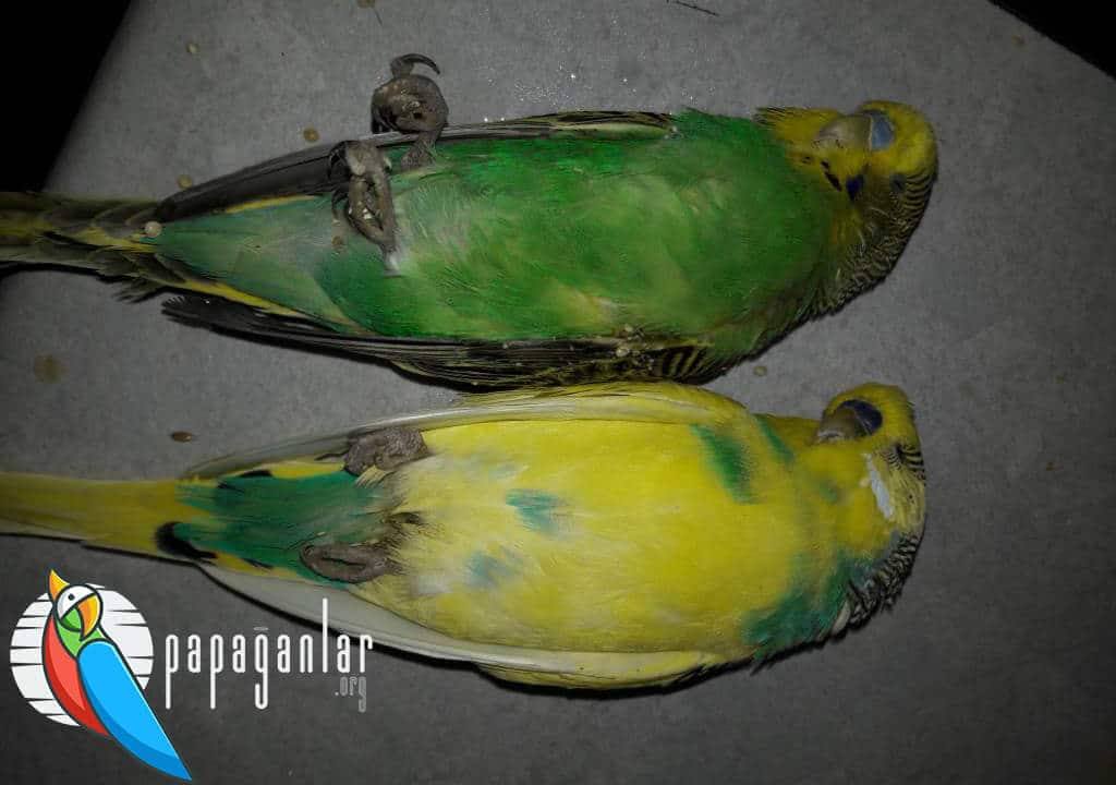 Signs of Death in Budgies