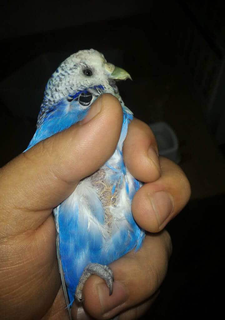 Methods of Feeding Budgies at Home