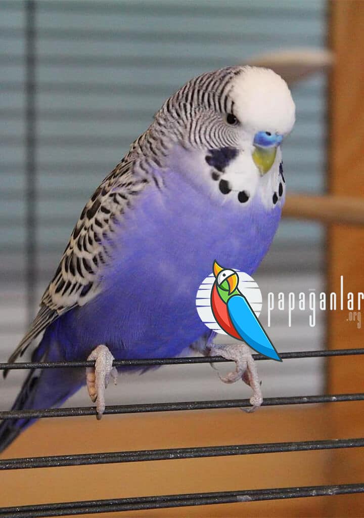 Budgie Breed