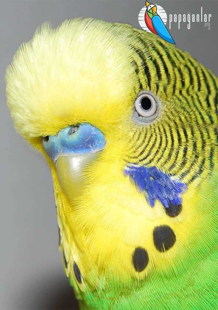 Budgie Male