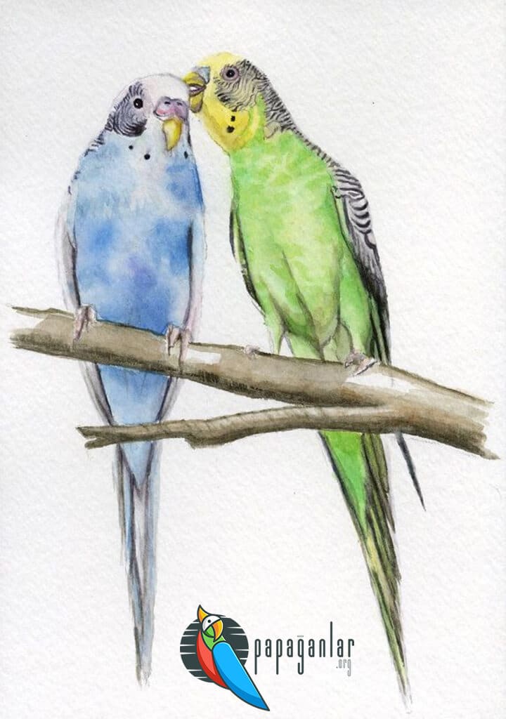 How to Draw a Budgie?