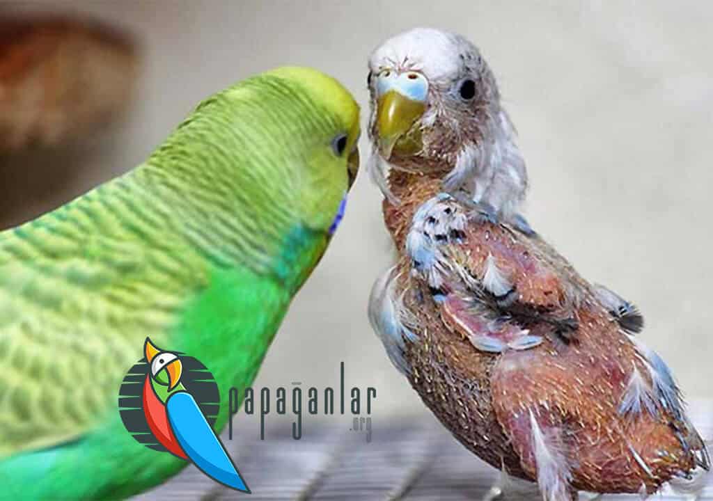 Budgerigar Moulting and Nutrition