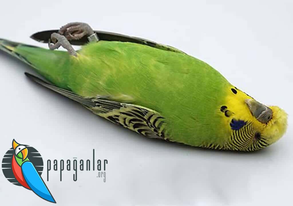 Why Does a Budgie Cub Die?