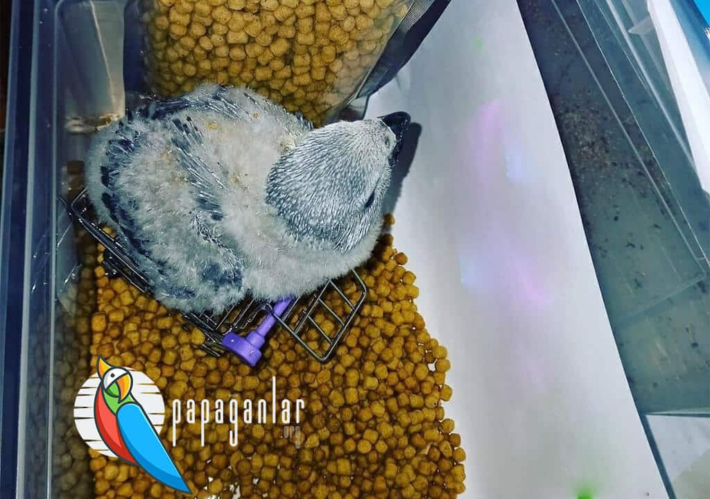 Grau Baby Papagei für Verkauf durch Besitzer