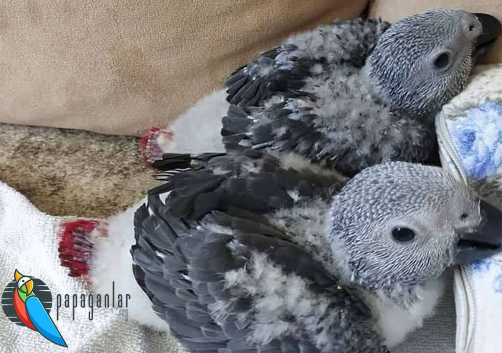 Baby African Gray Parrot For Sale From The Manufacturer