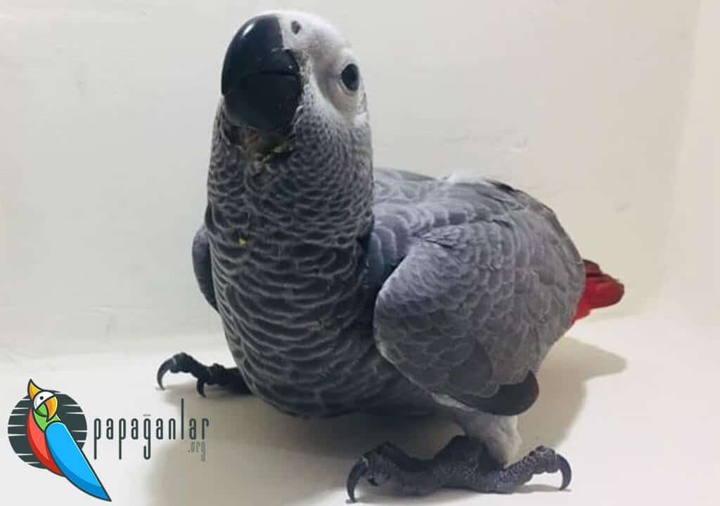 African Gray Parrot Puppies For Sale