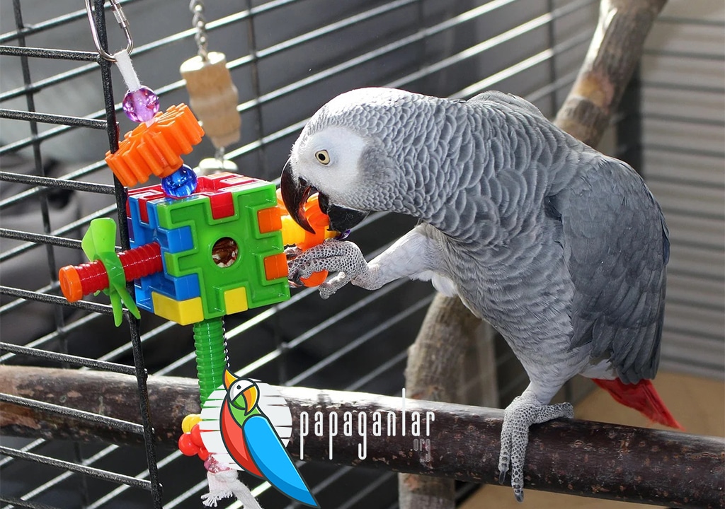 Adopting a African Grey Parrot No Fee