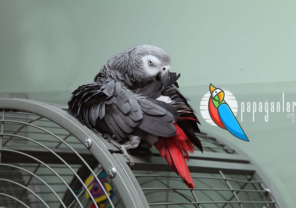 Free African Grey Parrot Adoption