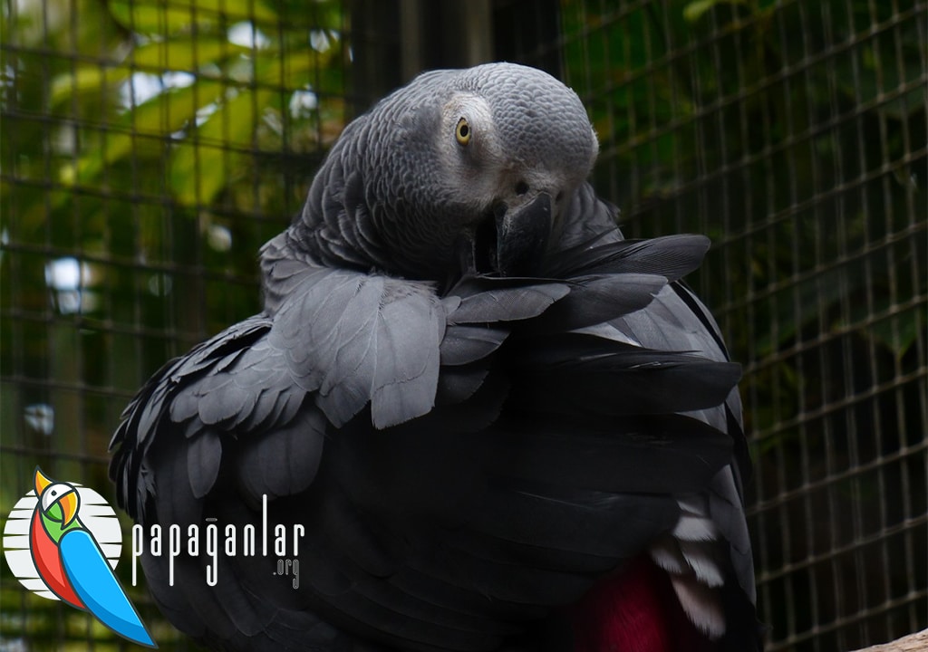 Free African Grey Parrot Givers