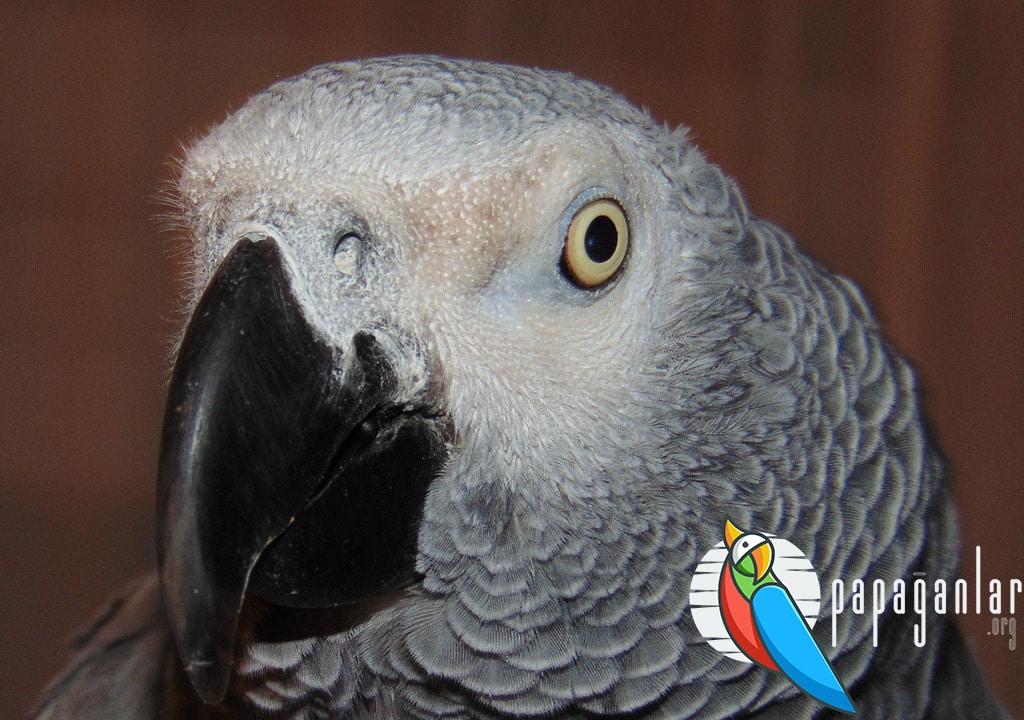Free African Grey Parrots