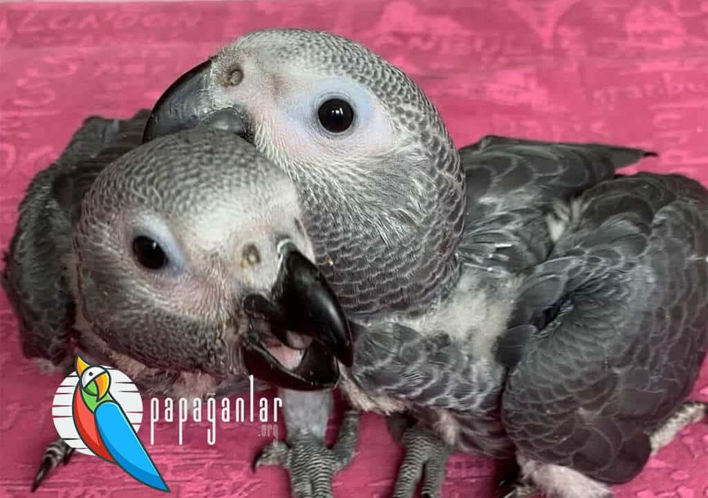 Baby African Gray Parrot Price