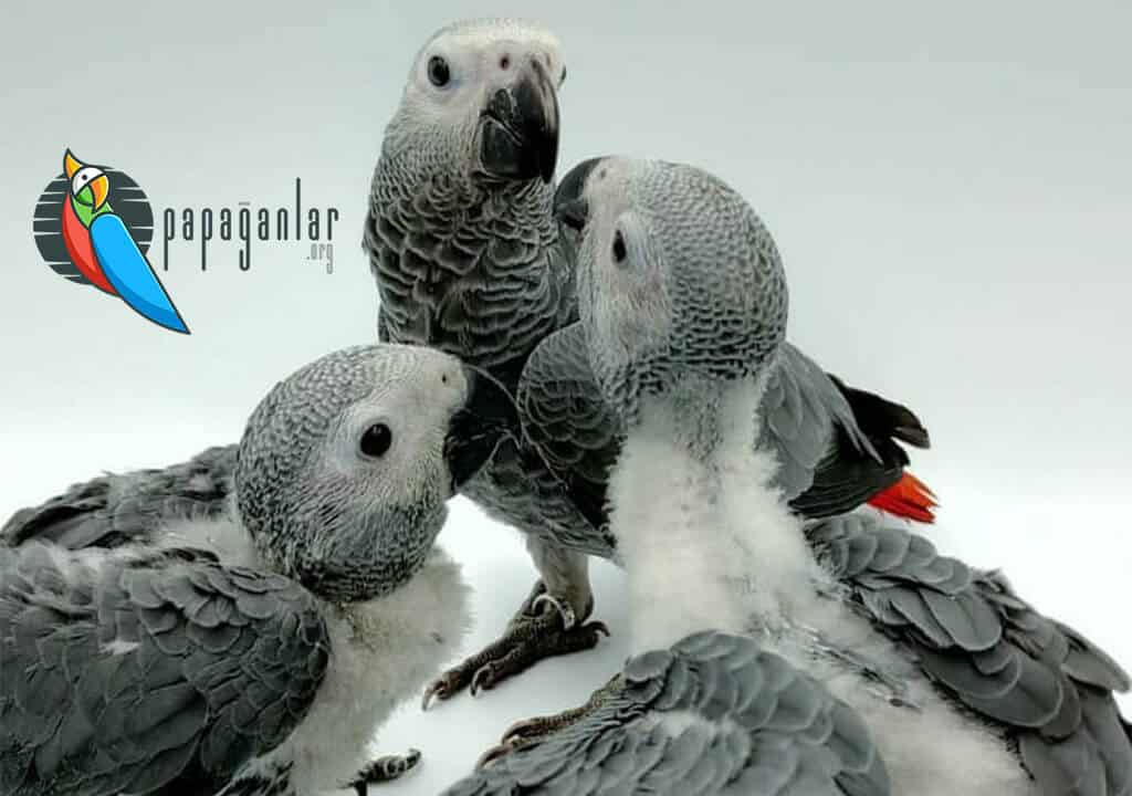 Baby African Gray Parrot For Sale