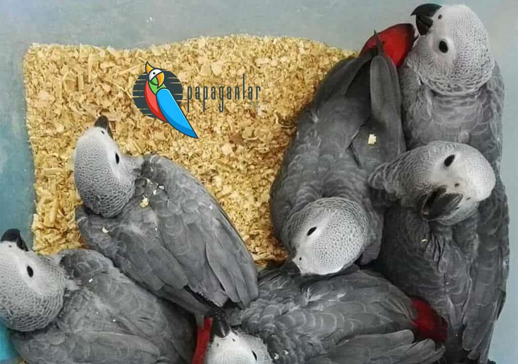 Puppies African Gray Parrot For Sale
