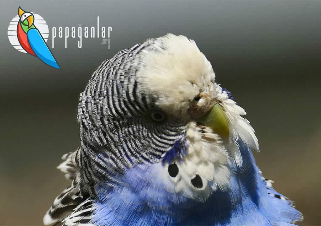 Male Budgerigar Beak