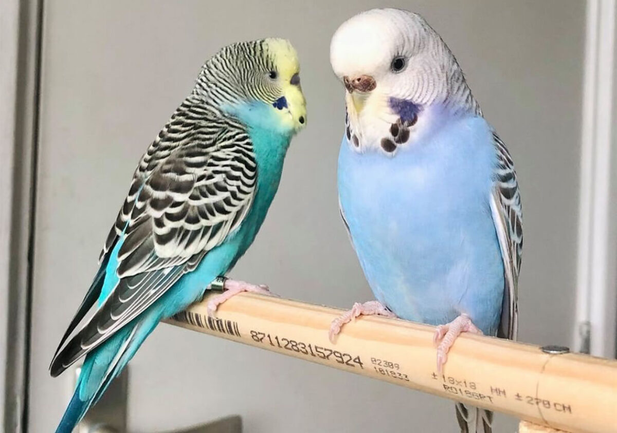 parakeet budgie colors