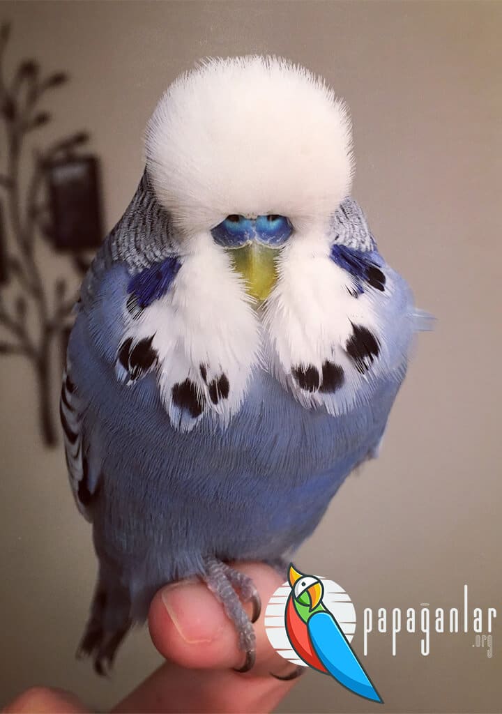 How to Tell English Budgie?