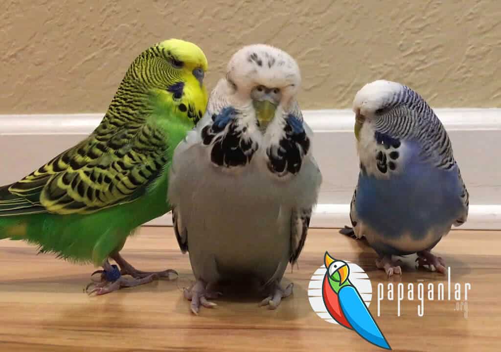 English Budgie Colors