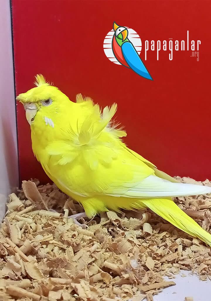 Japones Parakeet Characteristics
