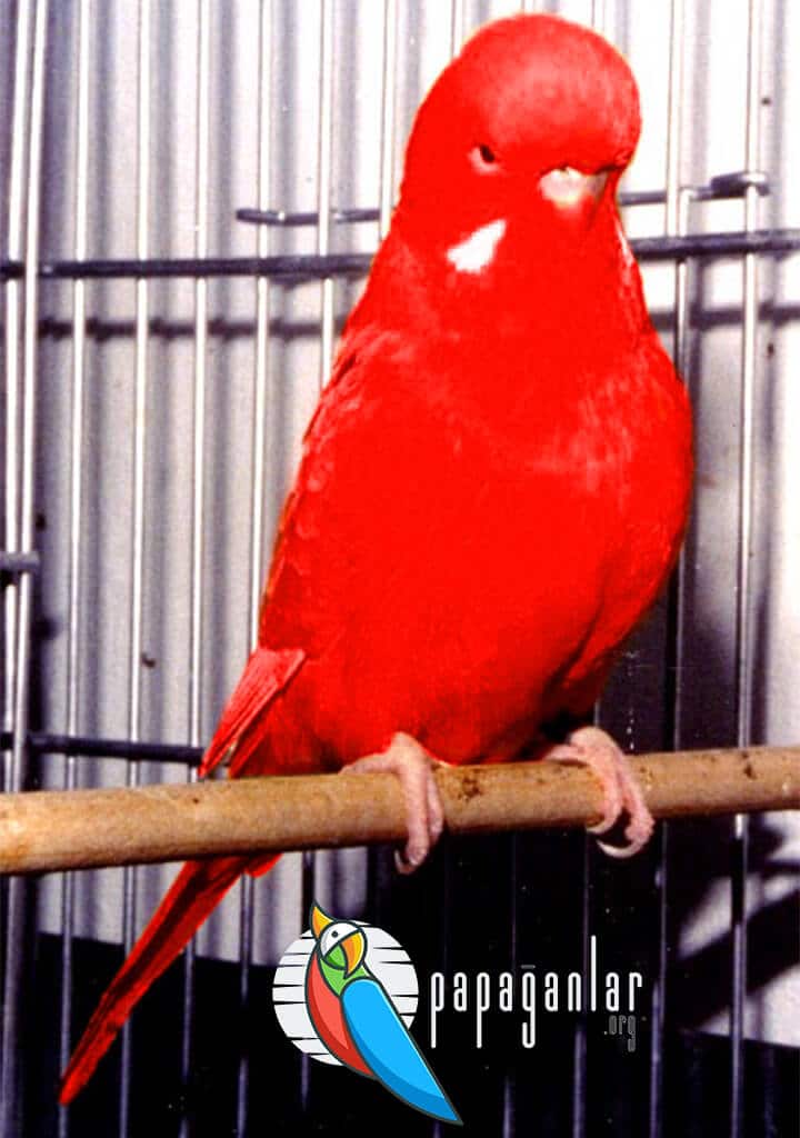 Kırmızı Muhabbet Kuşu