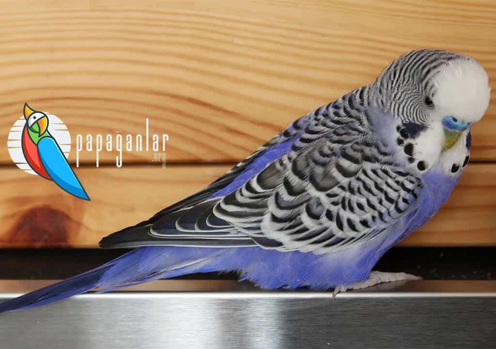 Kobalt Mavisi Muhabbet Kuşu
