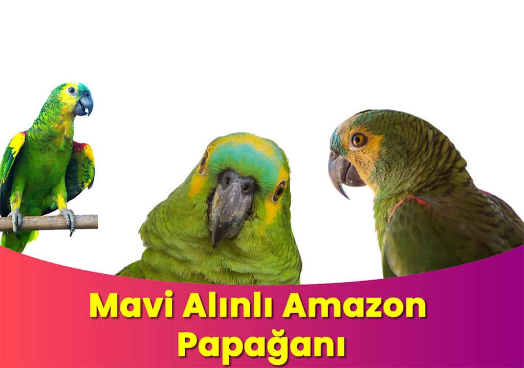 Mavi Alınlı Amazon Papağanı(Turquoise-fronted amazon)