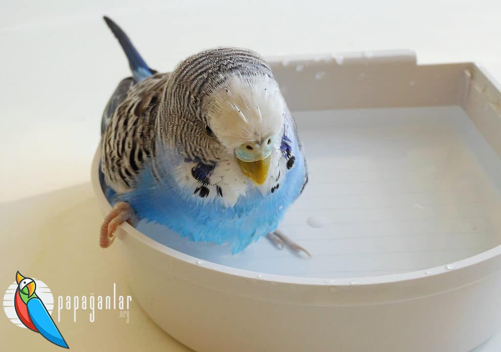 Muhabbet Kuşu Banyo