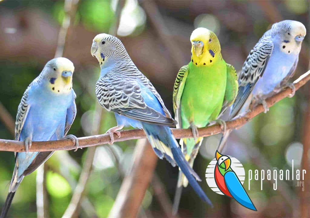 Is it permissible to feed budgerigars according to Muslims?