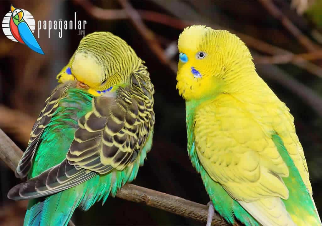 How to Tell the Sex of a Budgie?