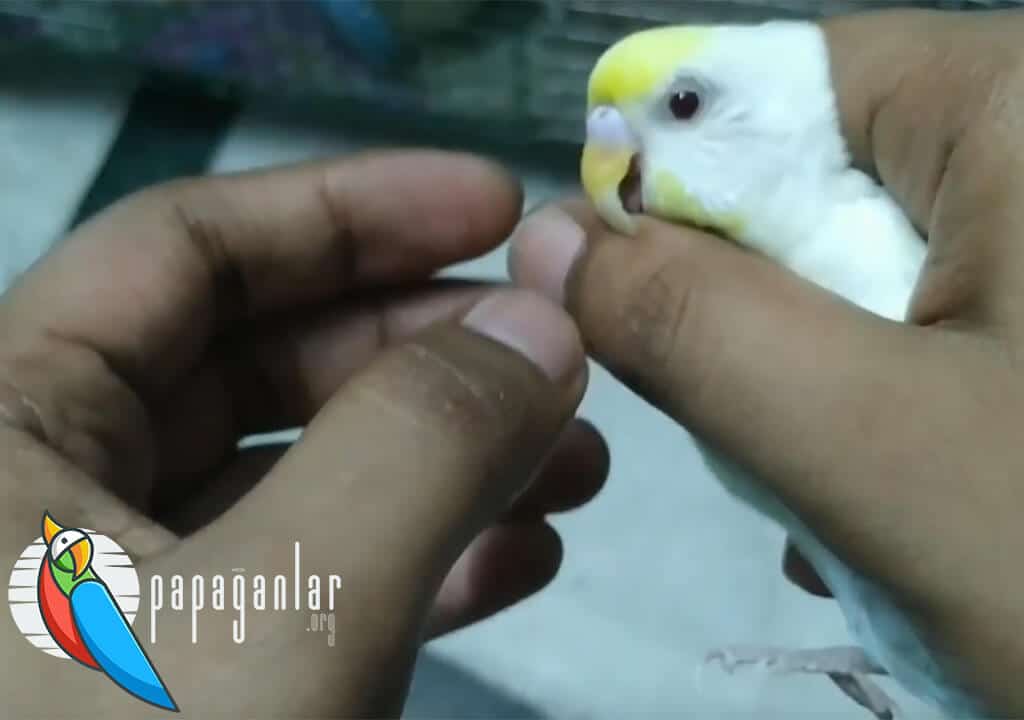 How to Cut a Budgie's Beak?