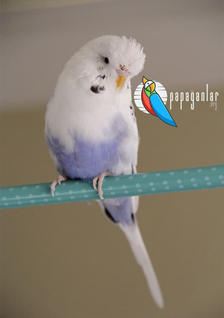 Muhabbet Kuşu Mavi