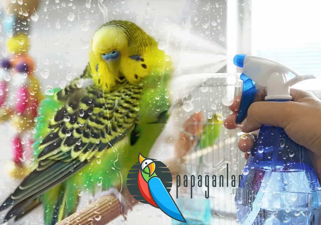How to Wash a Budgie?