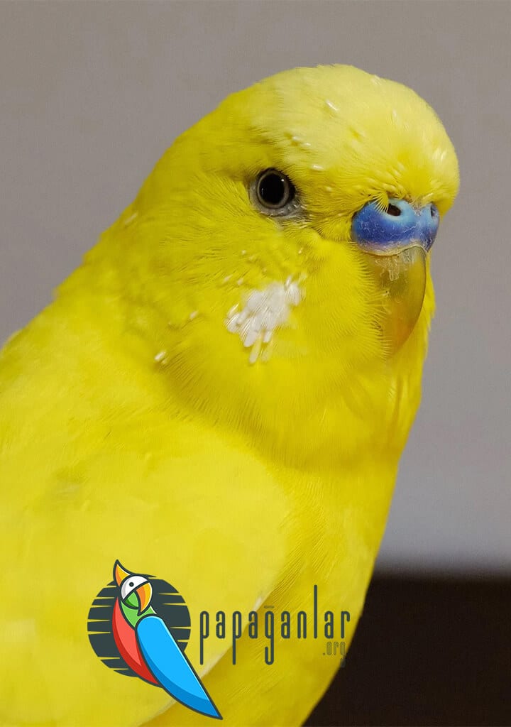 Muhabbet Kuşu Sarı