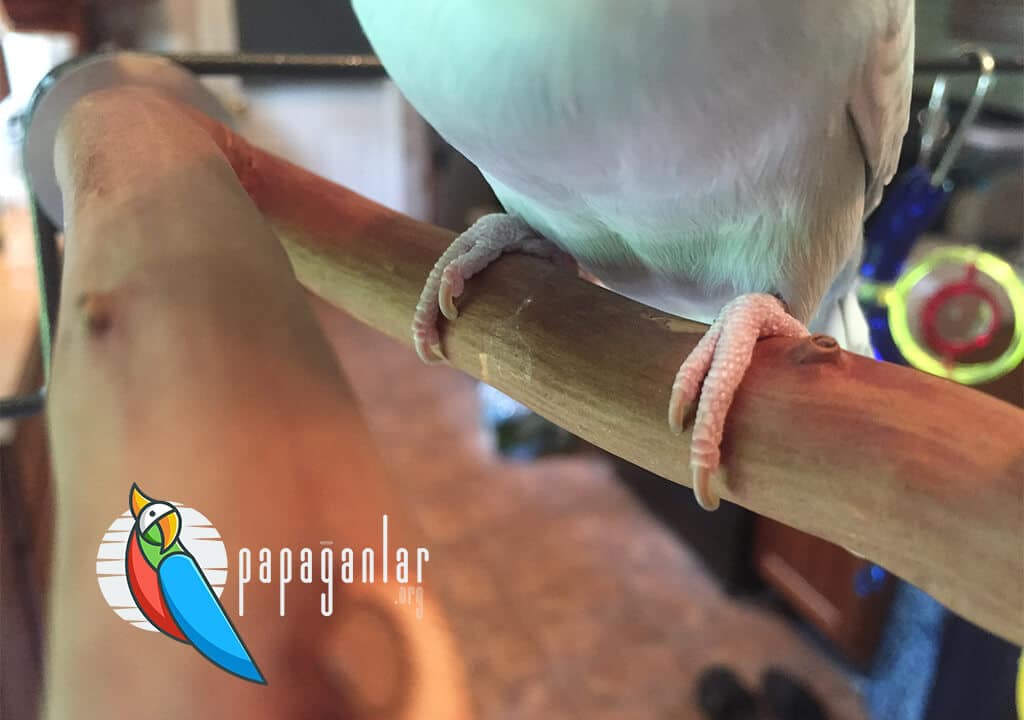 Parakeet Nail Trimming