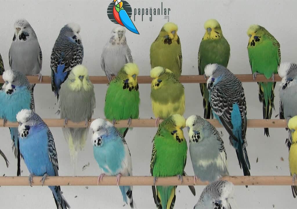Budgerigar Types and Colors