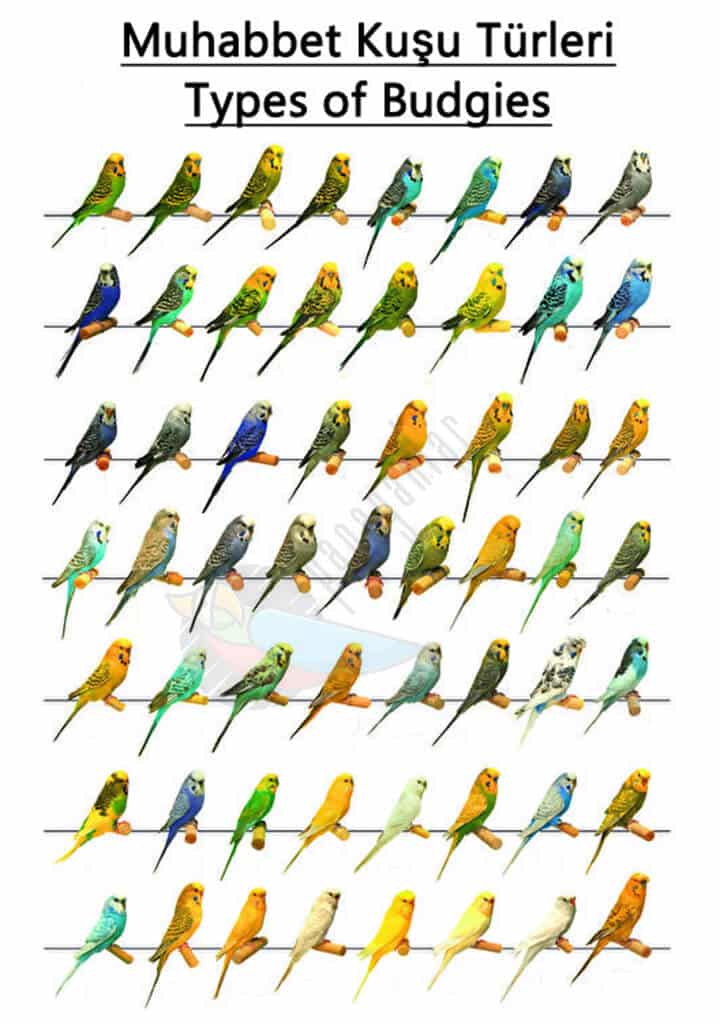 Types of Budgies
