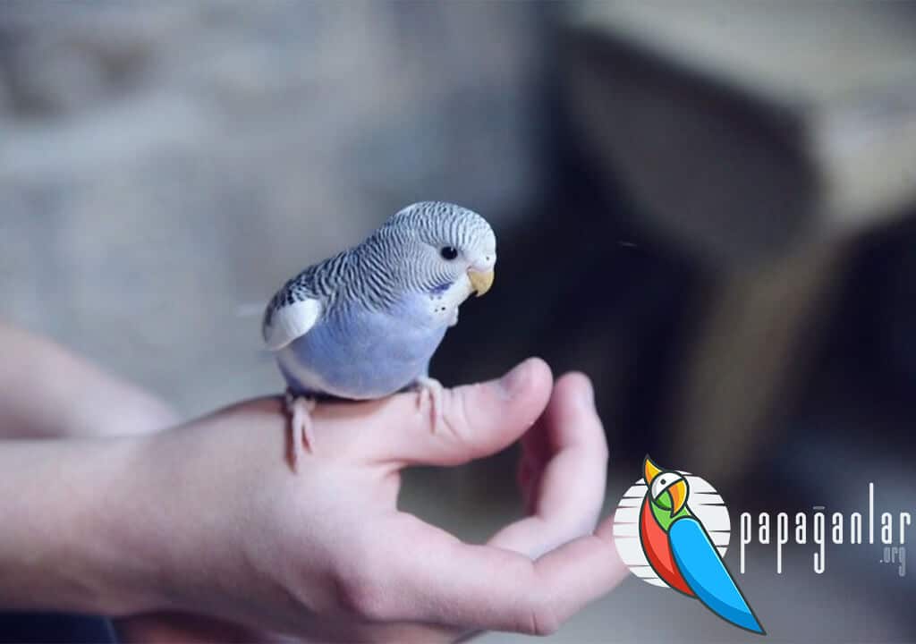 Muhabbet Kuşu Video