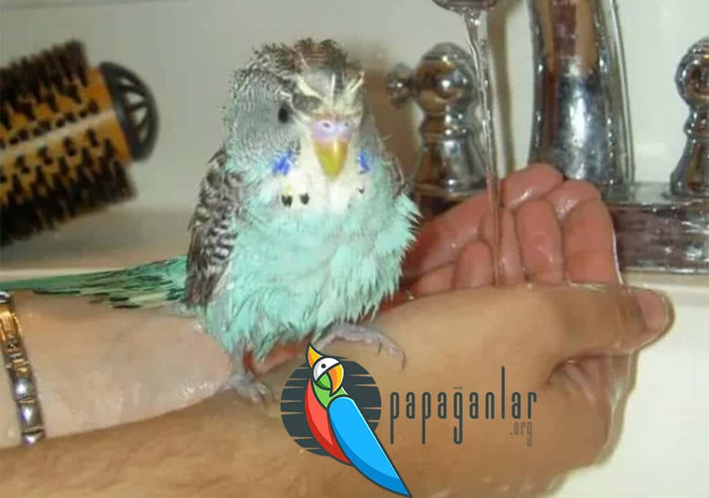 Can Budgies Be Washed?
